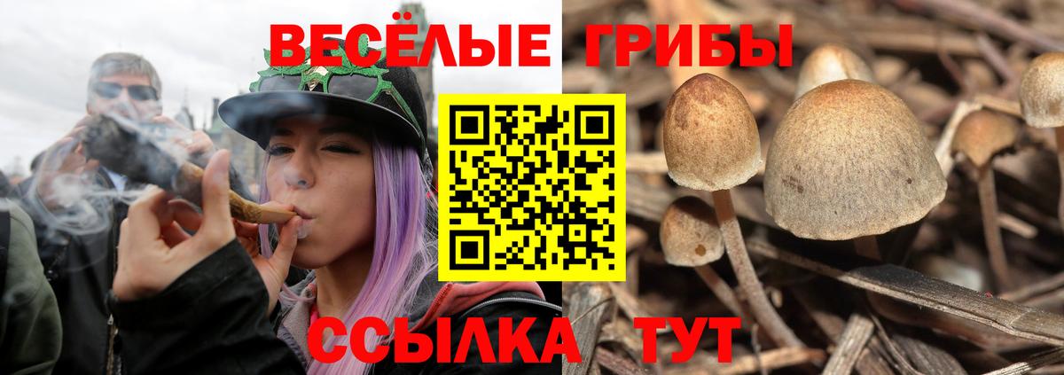 Псилоцибиновые грибы Cubensis  Вход с VPN  Беслан 